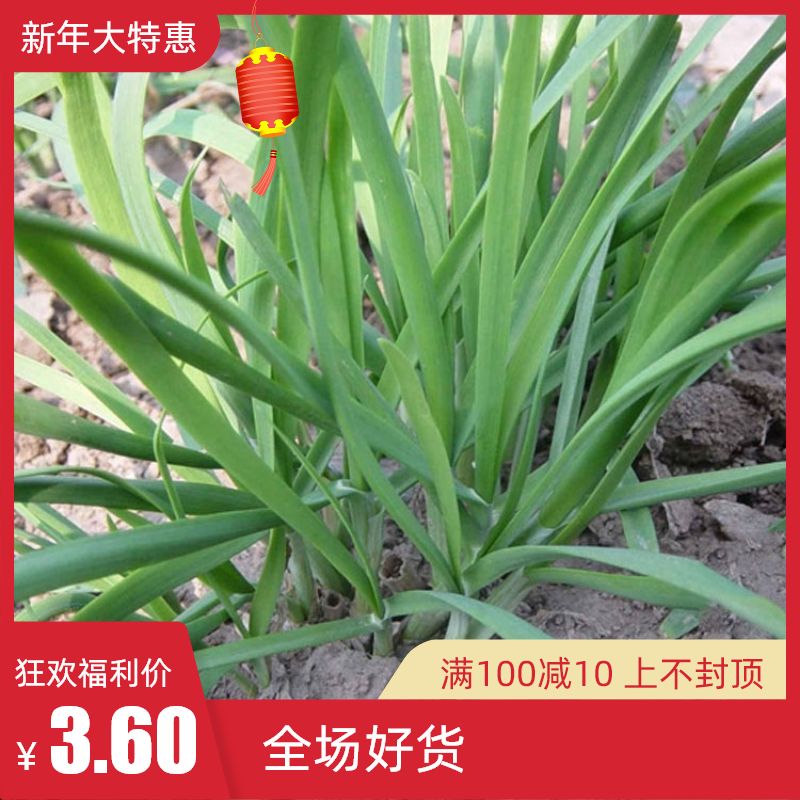 Seasonal sowing leek seeds, potted vegetable seeds on the balcony of farm families, broad-leaf snow leek king 100 grains/bag