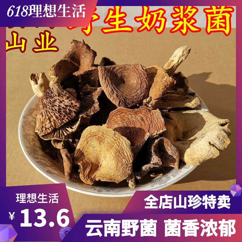 Wild Milk Berries Bacteria Dry Goods Yunnan Mountain Rare Produce Valley Cooked Bacteria 100 gr Taste Fresh And Wild Mushrooms