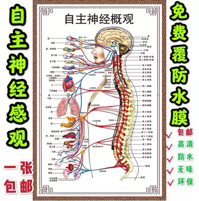 Autonomic nerve overview schematic diagram human anatomy wall chart human organ anatomy exhibition board hospital layout poster
