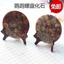 Nautilus disc fossil feng shui snail ornaments lucky Madagascar chrysanthemum natural ammonites