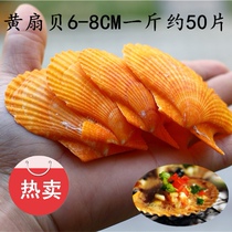 Hot sale natural conch barbecue Orange fan shell vermicelli scallop fish tank landscaping decoration wall handmade DIY