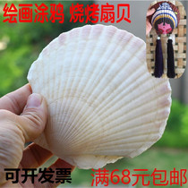 Hot sale natural conch barbecue fans scallop shell kindergarten DIY graffiti painting wall sticker fish tank decoration shooting