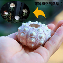 Special conch shell bird nest sea urchin shell thousands of fire air pineapple potted creative decorative photography props