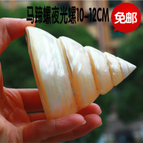 Natural conch shell coral night snail horseshoe fluorescent Tower snail collection gift home ornaments sea star