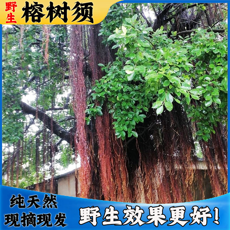 Wild Fresh Cut Banyan Tree Roots, Small-Leaf Banyan Tree Roots, Chinese Medicinal Materials, Natural Sun-Dried Banyan Tree Roots