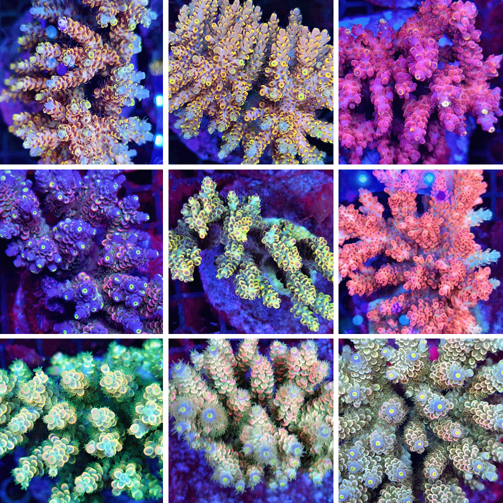 精品珊瑚硬骨SPS活体珊瑚：RR鱼鳞吞牛珊瑚，开启你的海洋梦