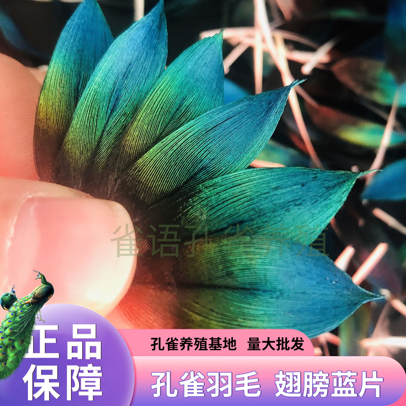 Genuine Peacock Feathers with Blue Gradient, DIY Craft Materials, Emerald Feather Embellishments, Feather Decoration Accessories