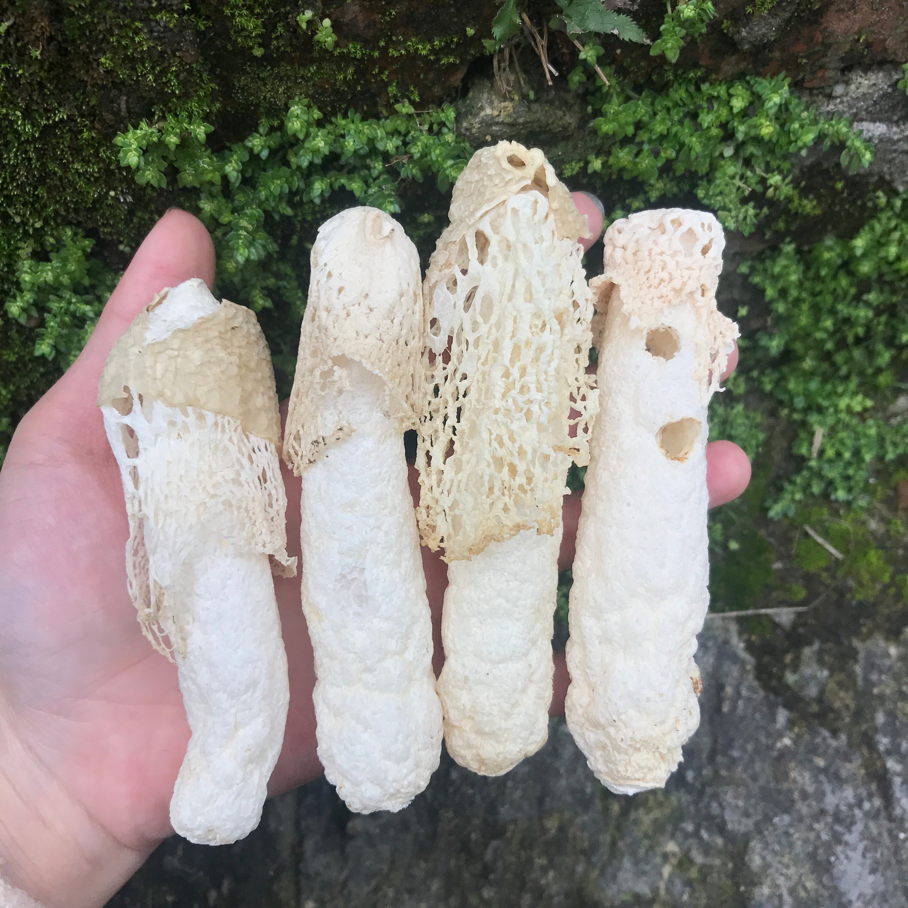 Guizhou Zhijin bamboo fungus 500g A catty non-wild red bamboo fungus specialty skirt