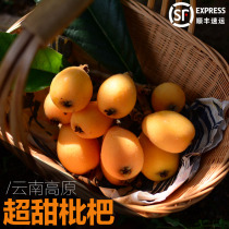  Semi-wild Yunnan Mengzi Alpine loquat Changhong Pipa pregnant woman pure sweet loquat fruit Fresh seasonal fruit 5 kg
