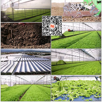Vegetable greenhouse vegetable planting modern agricultural agricultural greenhouse video material lettuce Vegetable Farm green vegetable