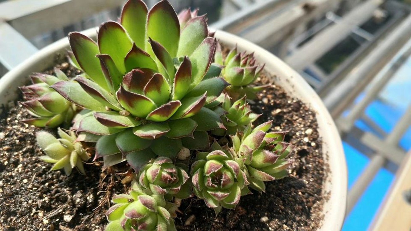 學會1強1大1勤 多肉葉子飽滿 有顏色 淘寶海外