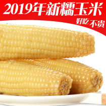  8 pieces of yellow and white sweet waxy sticky corn cob soft white waxy slightly sweet root vacuum independent packaging Shanxi Xinzhou specialty