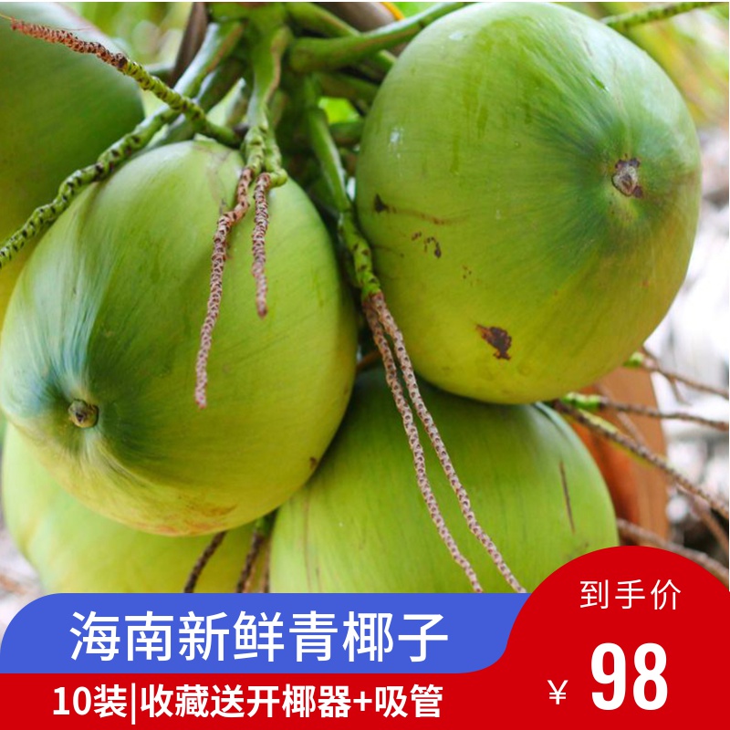 Hainan Province with Leather Coconut Qinghai South Coconut Green Coconut Fresh Water Tender Coconut Pregnant Women Fruit Special Produce 10 Loaded-Taobao