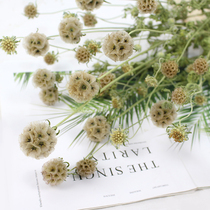 Windmill Fruit Dry Flower Silver Coral Import High-end Floral Material Real Flower Diy Decorated Flower Arrangement Accessories Floral Home Decoration Furnishing