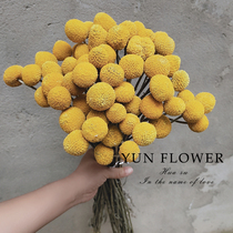 Natural Real Flowers Yellow Gold Balls Dry Bouquet Small Fresh Art Decoration Flower Arrangement Diy Flower Material Nets Red Ins Nordic Wind
