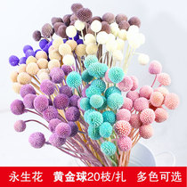 Yongsheng Flowers Color Yellow Gold Ball Yunnan Kunming Dry Flowers Real Flowers Flowers Home Famous Coffee Table Decorated Dry Flowers