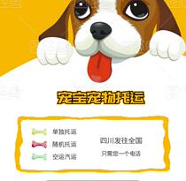 Air pet consignment service Cat air dog Single random auto express mail transport National international door-to-door