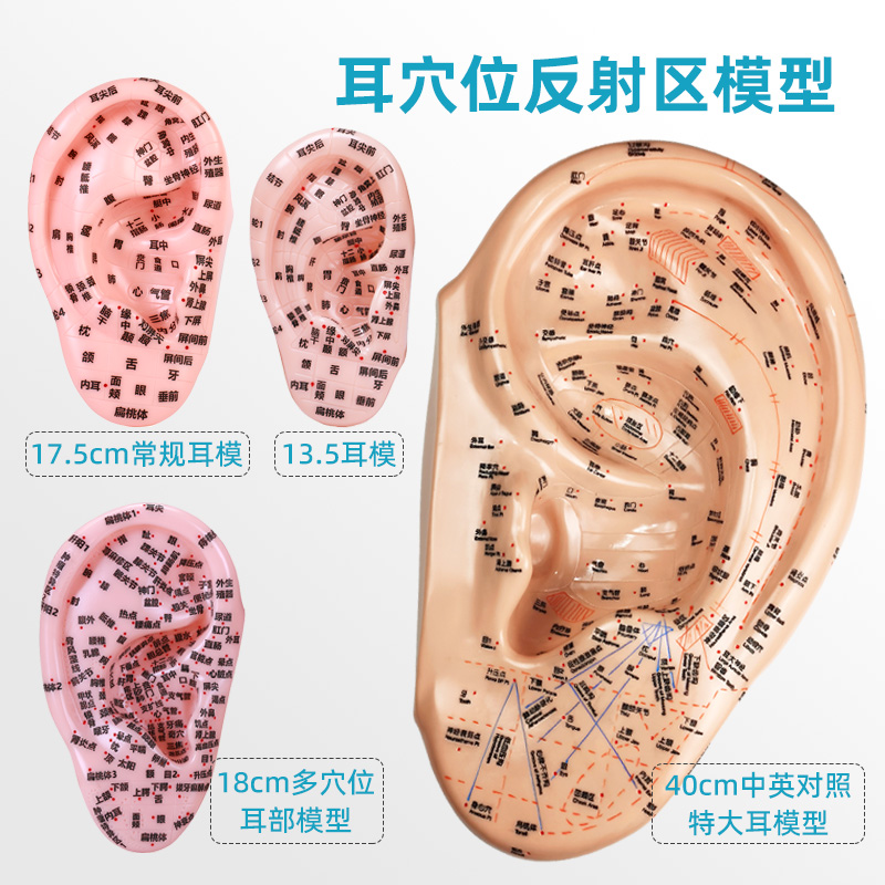 Multi Acupoint Ear Acupoint Model Reflex Zone Ear Recuperation Raw Ear Bean Chinese Medicine Teaching Model Practice Acupuncture Massage