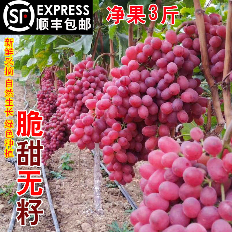SF Fresh Seedless Clen Raw Grapes Fresh Seasonal Fruit Red Pick crisp sweet ruby grapes