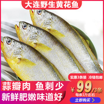 Yellow croaker fresh seafood fish aquatic products fresh fresh sea fish on the same day fresh croaker frozen 3 strips