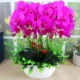 Trang trí trang trí mô phỏng PU Phalaenopsis chậu phụ kiện nhà phòng khách TV tủ hoa giả cây xanh trang trí hoa - Trang trí nội thất