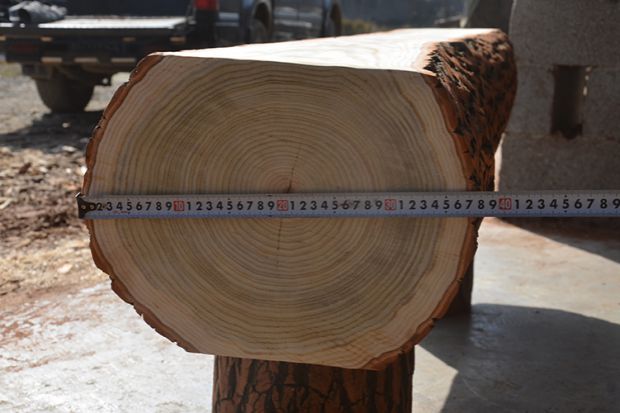 Root khắc bàn cà phê với phân gỗ khắc hoa ghế phân rắn gỗ gốc nghệ thuật gỗ trụ gỗ gốc cây - Các món ăn khao khát gốc Bàn ghế gốc cây giá rẻ