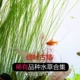 Линия ye gu Jing/One