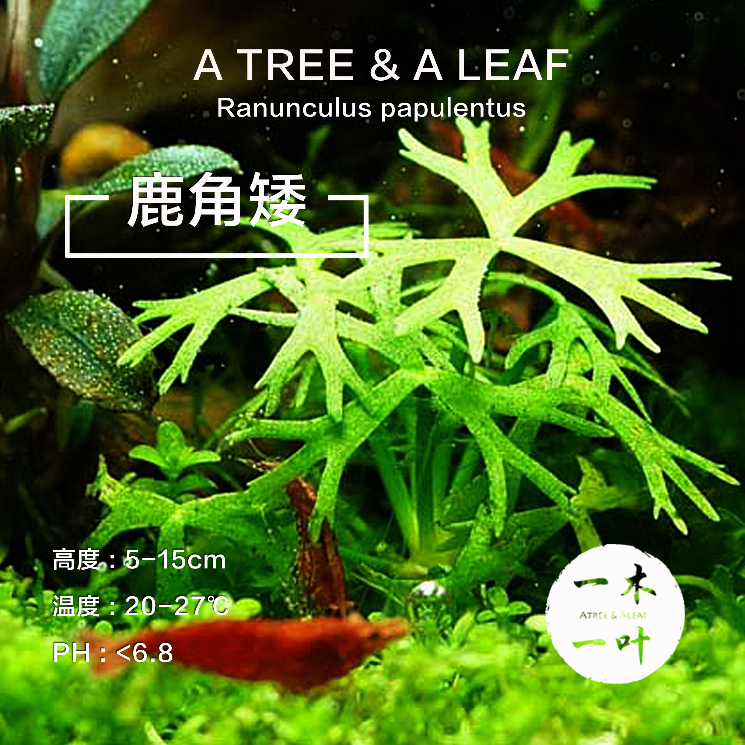 鹿角矮無菌杯水下葉中景草前景草活體水草草缸造景魚缸