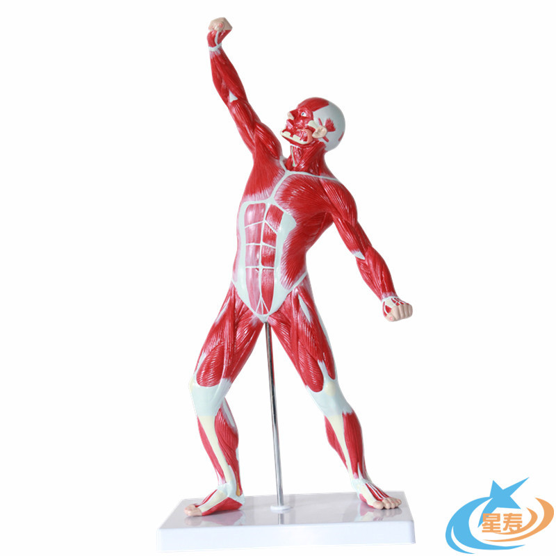 人体全身肌肉模型50cm运动状态浅层解剖结构医学教学模具仿真道具