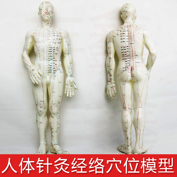 Đồng y tế cơ thể con người ngay vào huyệt châm cứu kinh tuyến massage font cơ thể phần nhỏ skeleton mô hình tĩnh mô hình xe đạp