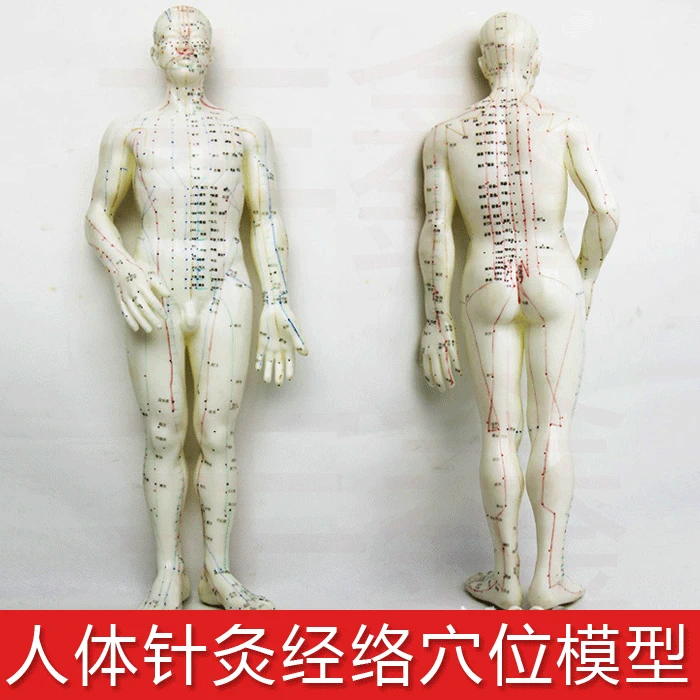 Đồng y tế cơ thể con người ngay vào huyệt châm cứu kinh tuyến massage font cơ thể phần nhỏ skeleton mô hình tĩnh đồ chơi mô hình anime