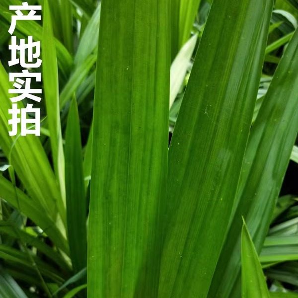 新鲜香兰叶,海南直供,3斤25元,尝鲜必备🌿🌿🌿-菠萝-淘宝百科网