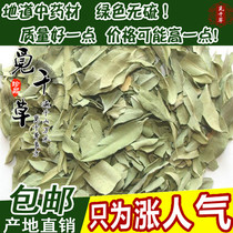 Feuille dApocynum naturelle germe de feuille dapocynum du Xinjiang plateau de thé 500g