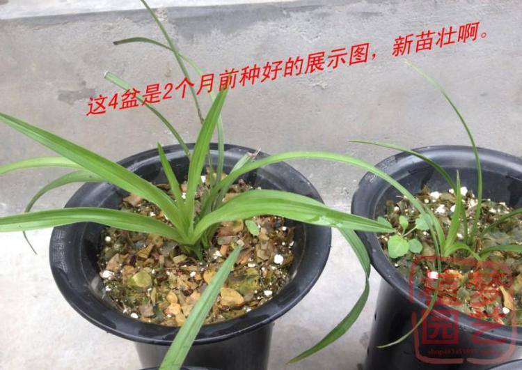 Pet hamster chuột lang sóc sóc cung cấp mùn cưa gỗ vụn khử trùng khử trùng ấm mèo xả rác pad shavings - Nguồn cung cấp vườn bầu ươm v6