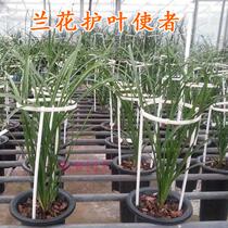Orchid bluegrass fixing bracket protection flower orchid potted support leaf guard bracket Adjustable leaf guard bracket
