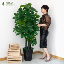 Simulation plant potted hair treasure tree living room swing piece room decoration floor flower plastic flowers large fake green plant bonsai