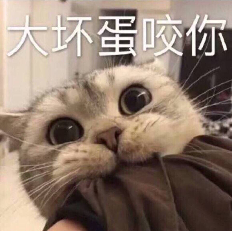 养猫必备丨好看且实用的猫爬架盘点5