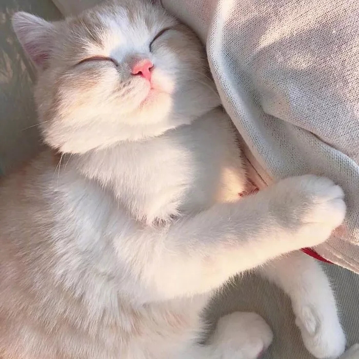6款主流网红猫砂,我家猫全都爱了