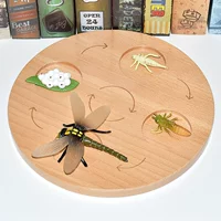 Цикл роста Dragonfly + демонстрационная кастрюля