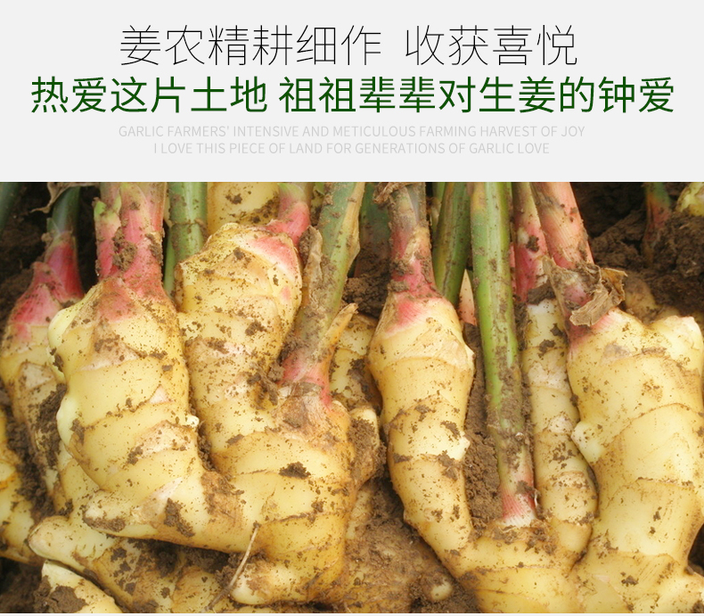 万兴姜老大 醋泡姜片 240g*2瓶 图5