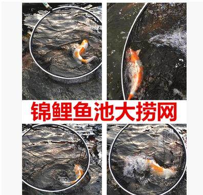Koi fish net Professional hand fishing net Large fishing net Telescopic handle fishing net Fishing net Fishing net
