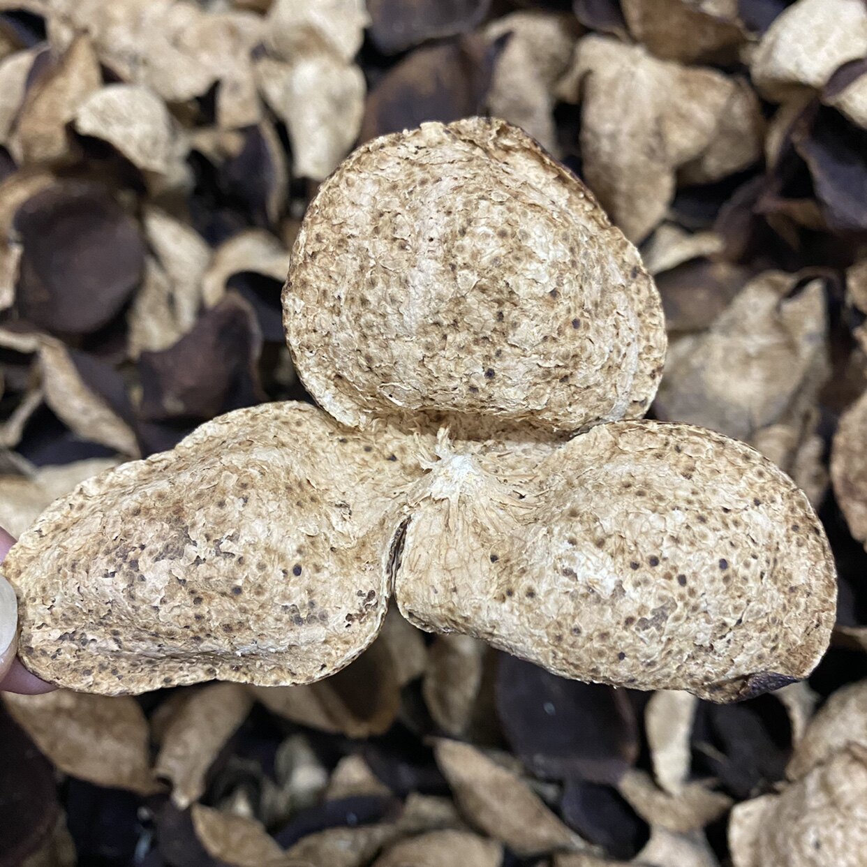 Dingxiong factory direct sales 2013 Xinhui Xiaogang ring branch big red skin eight years dry warehouse old tangerine peel Guangdong tea