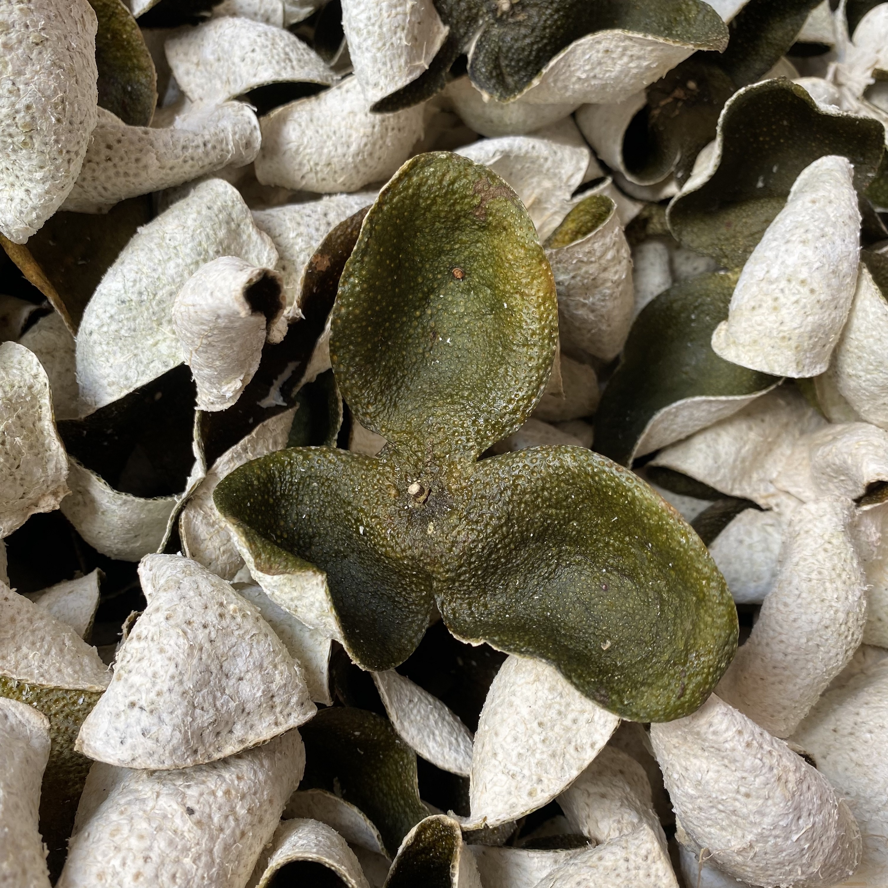 Dingxiong factory direct 2021 Xinhui Meijiang circle branch big green peel 10 years old tree Tianma tangerine peel Guangdong