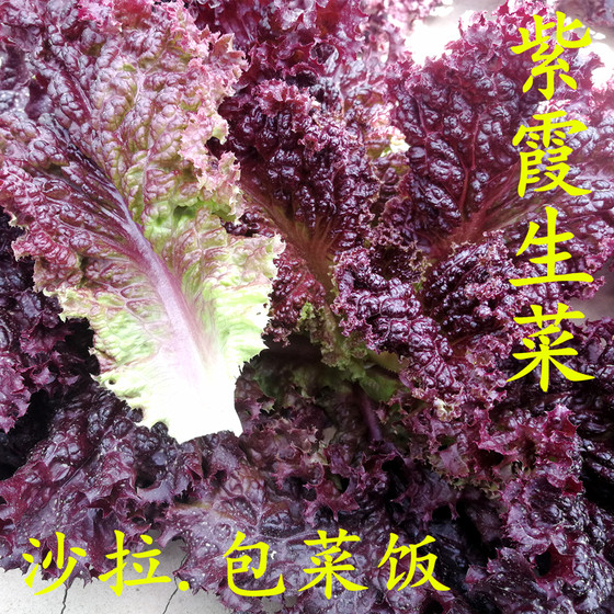 Red leaf lettuce seeds big leaf Zixia purple lettuce seeds farm purple lettuce seeds potted autumn four seasons vegetables