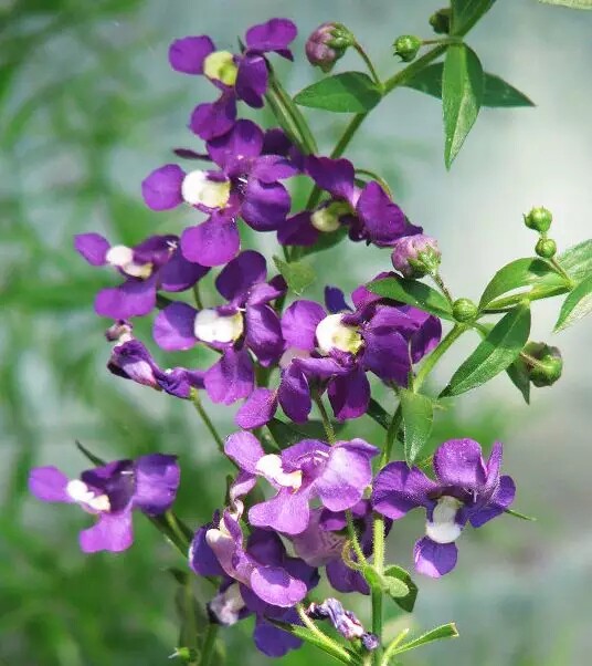 草花 夏天熱又曬 不怕 有天使花 淘寶海外