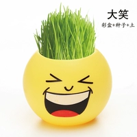 Смех (цветовая коробка+семена+почва) подходит для 10 ° ~ 30 °