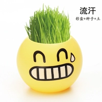 Пот (цветная коробка+семя+почва) подходит для 10 ° ~ 30 °