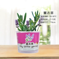 Лаванда 15 ° ~ 30 °