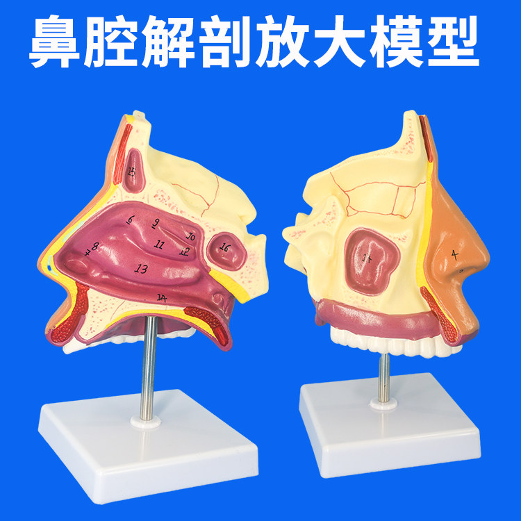实训室人体系统解剖模型 人体鼻腔放大模型口鼻咽矢状鼻子模型