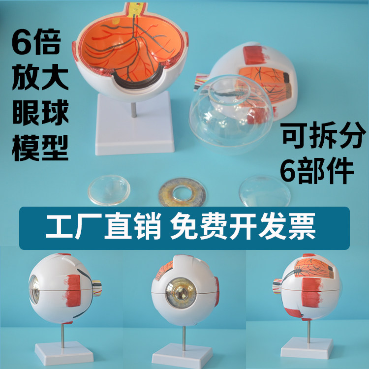 6倍放大人体眼球眼睛模型 眼珠 内部可拆6部件解剖模型眼球标本